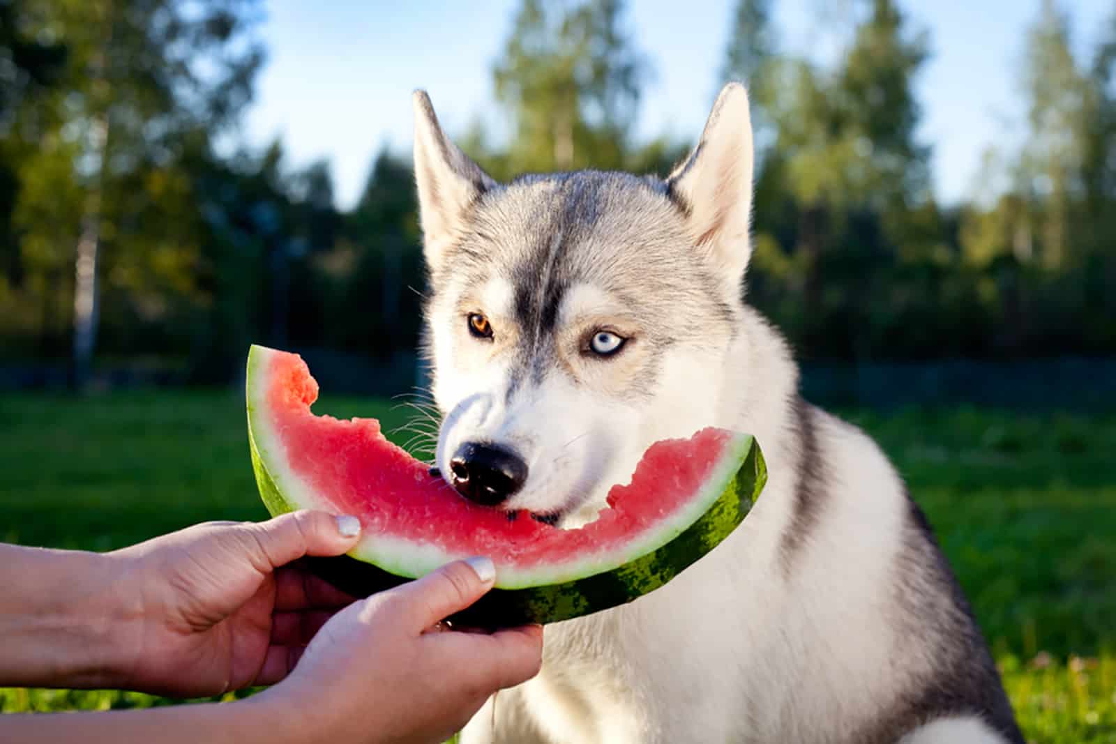 husky siberiano come sandía de las manos