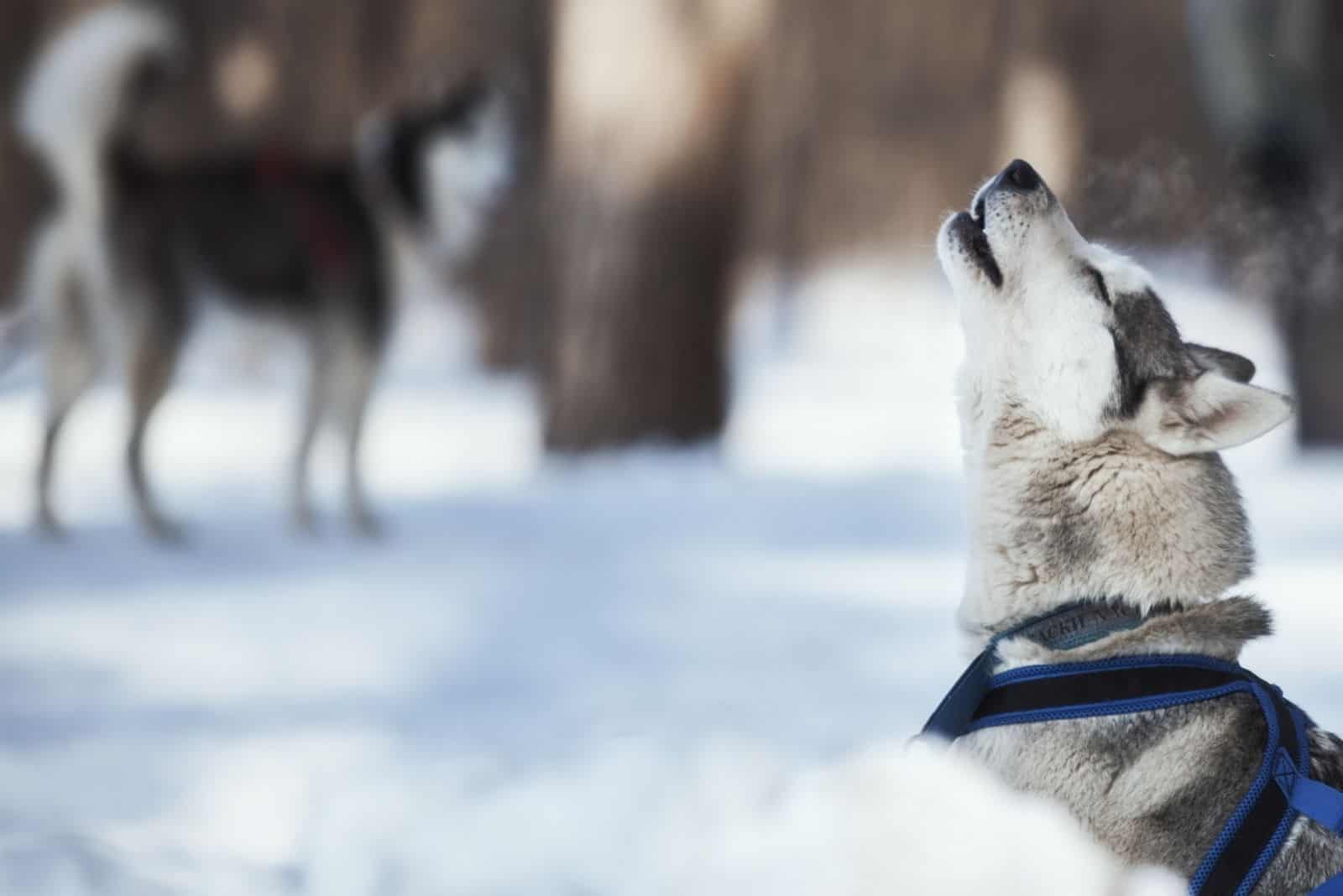 husky siberiano aullando llamando a otro perro en la nieve