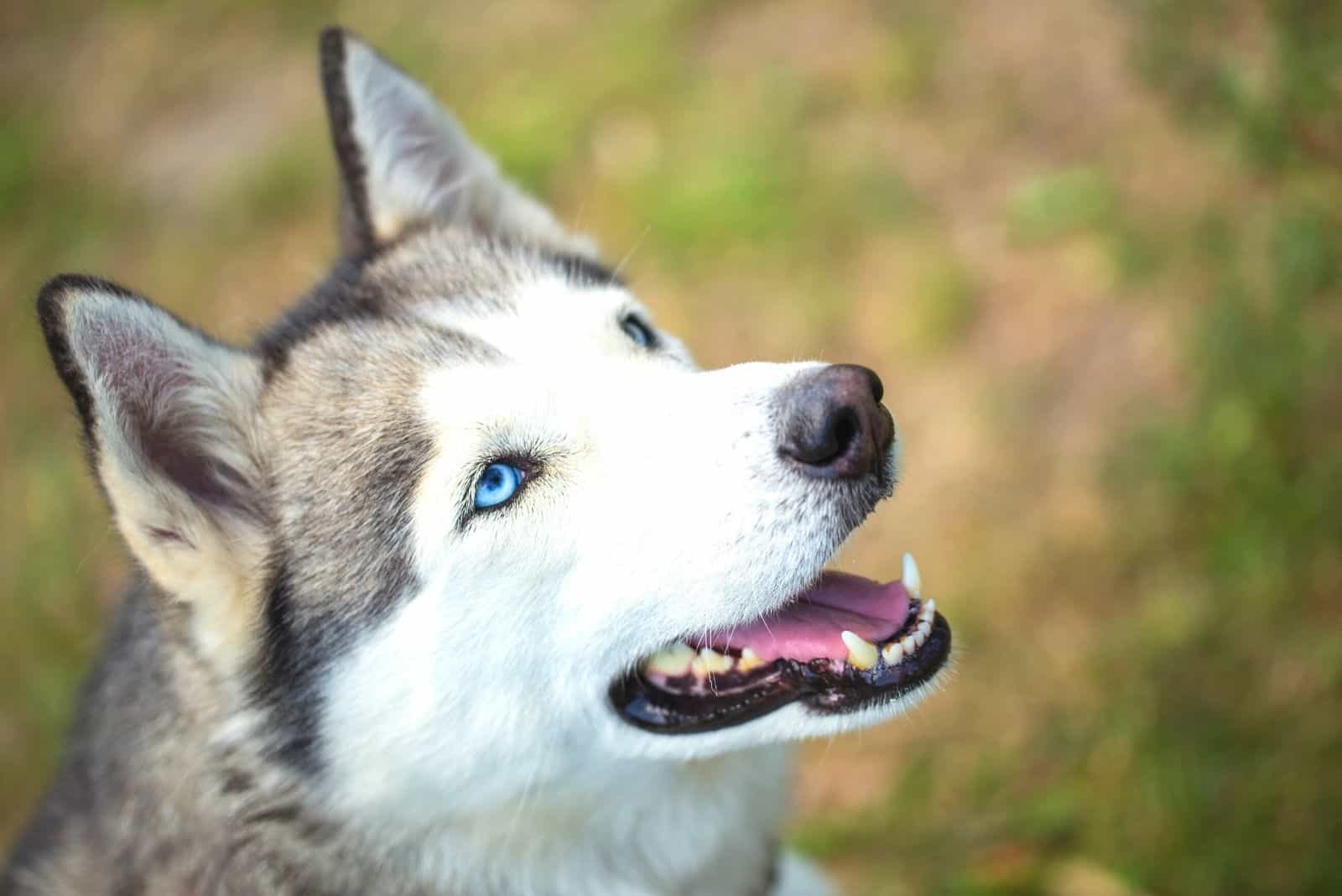 husky siberiano en primer plano mirando hacia arriba
