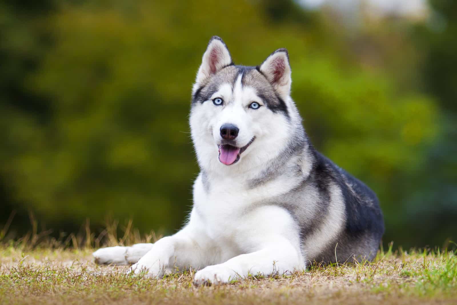 husky siberiano acostado en la hierba