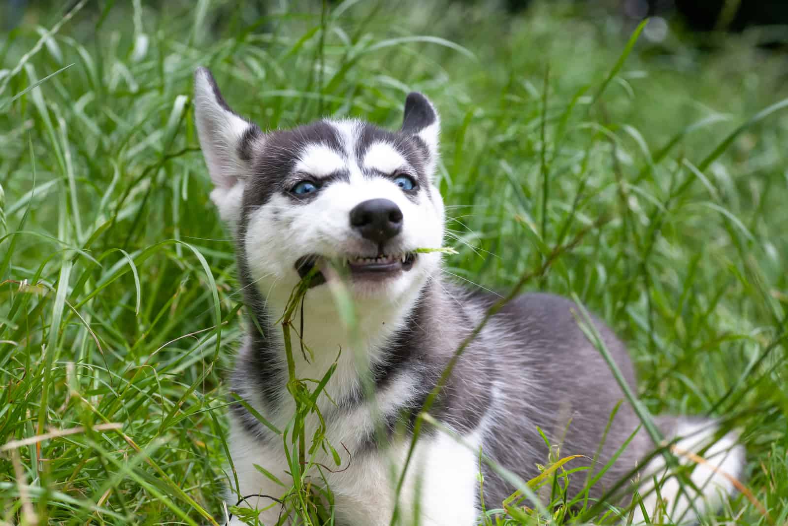 cachorro de husky siberiano en un prado comiendo hierba