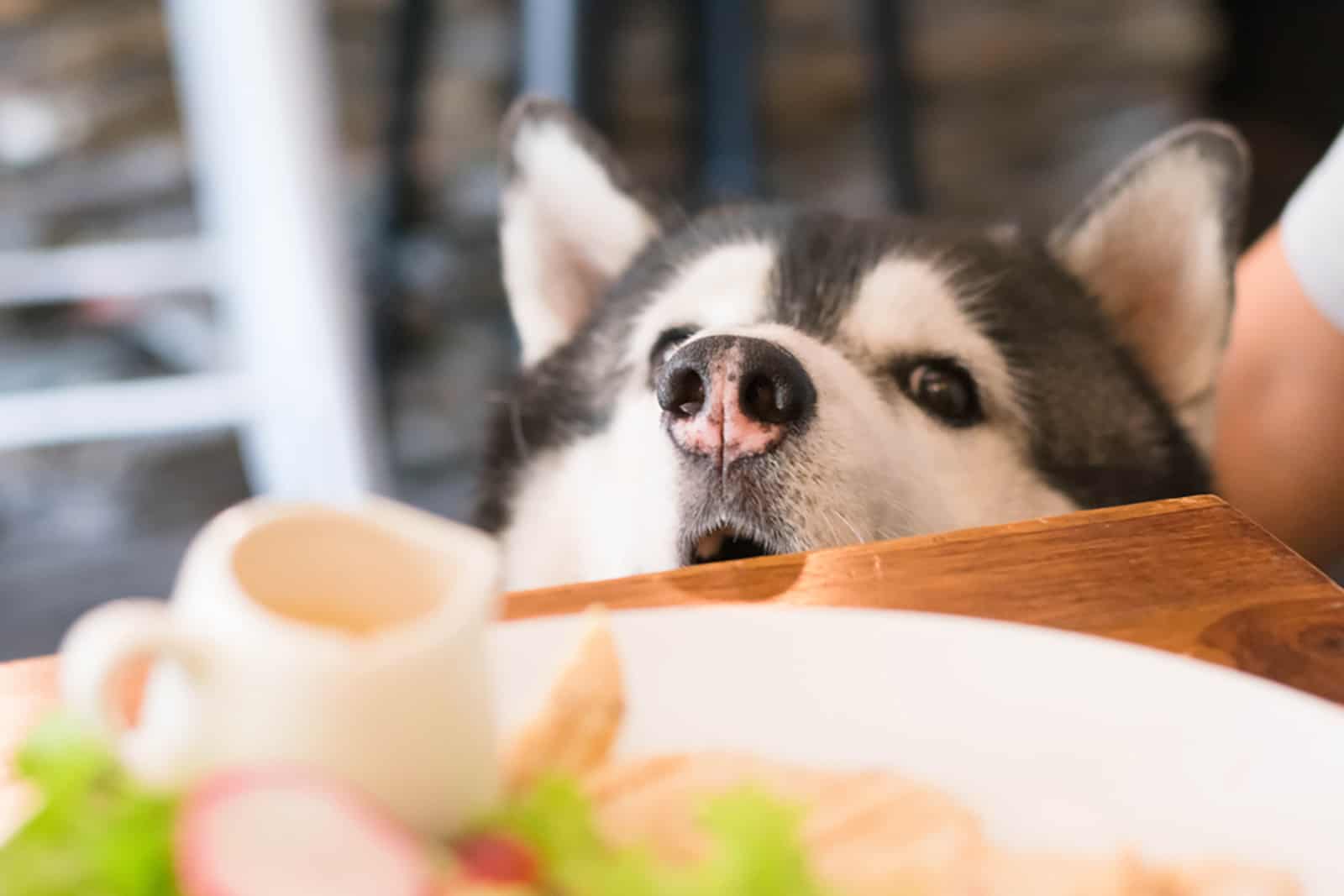 husky siberiano olfateando comida de la mesa