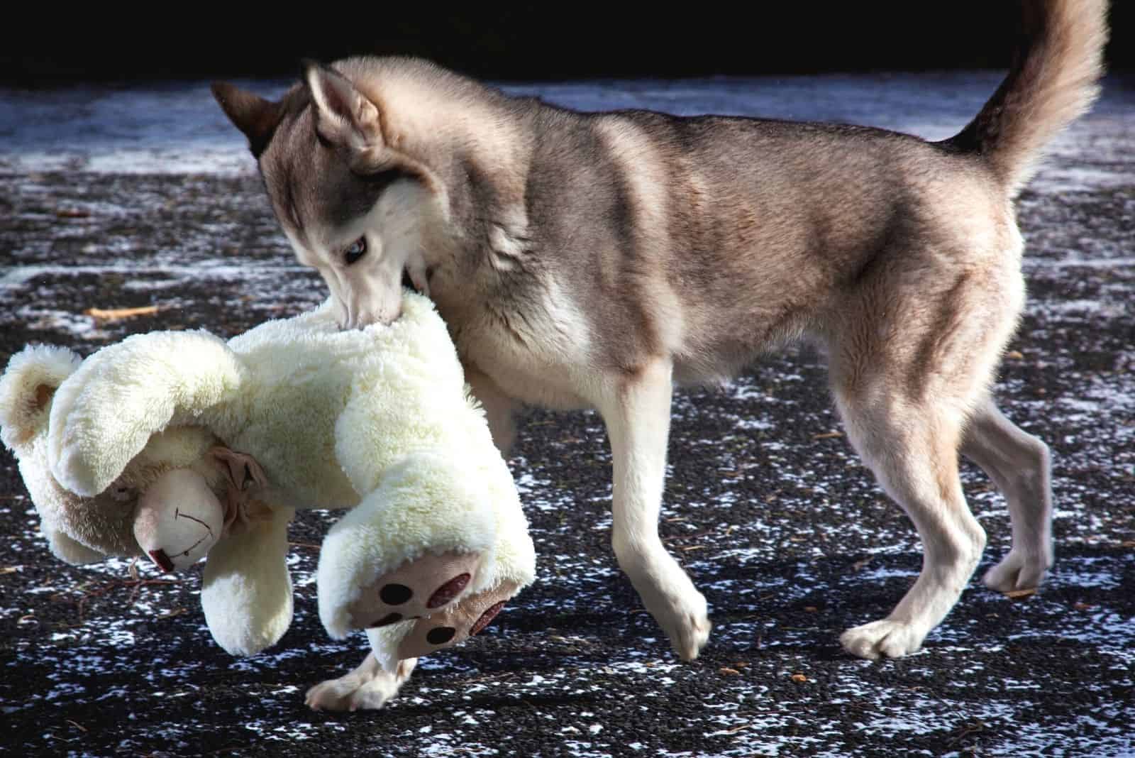 husky siberiano llevando un osito de peluche