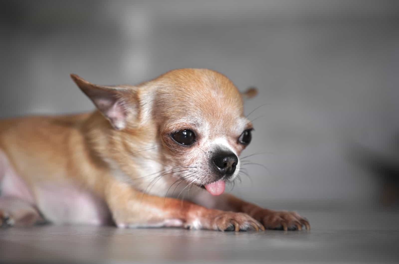 Chihuahua enfermo sentado en el suelo