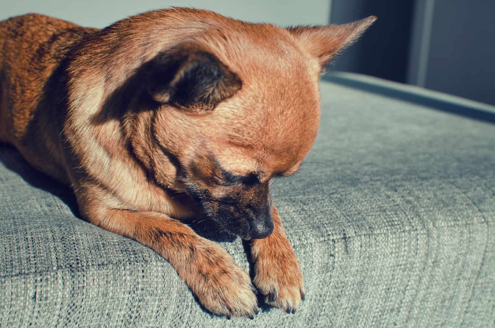 Chihuahua enfermo