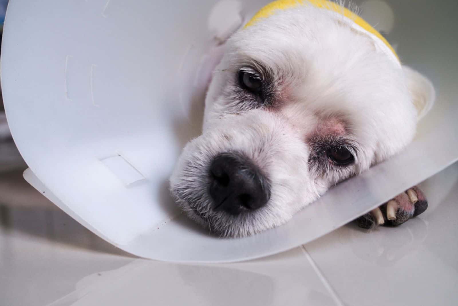 enfermo y dolorido con perro y collar de protección para la cabeza