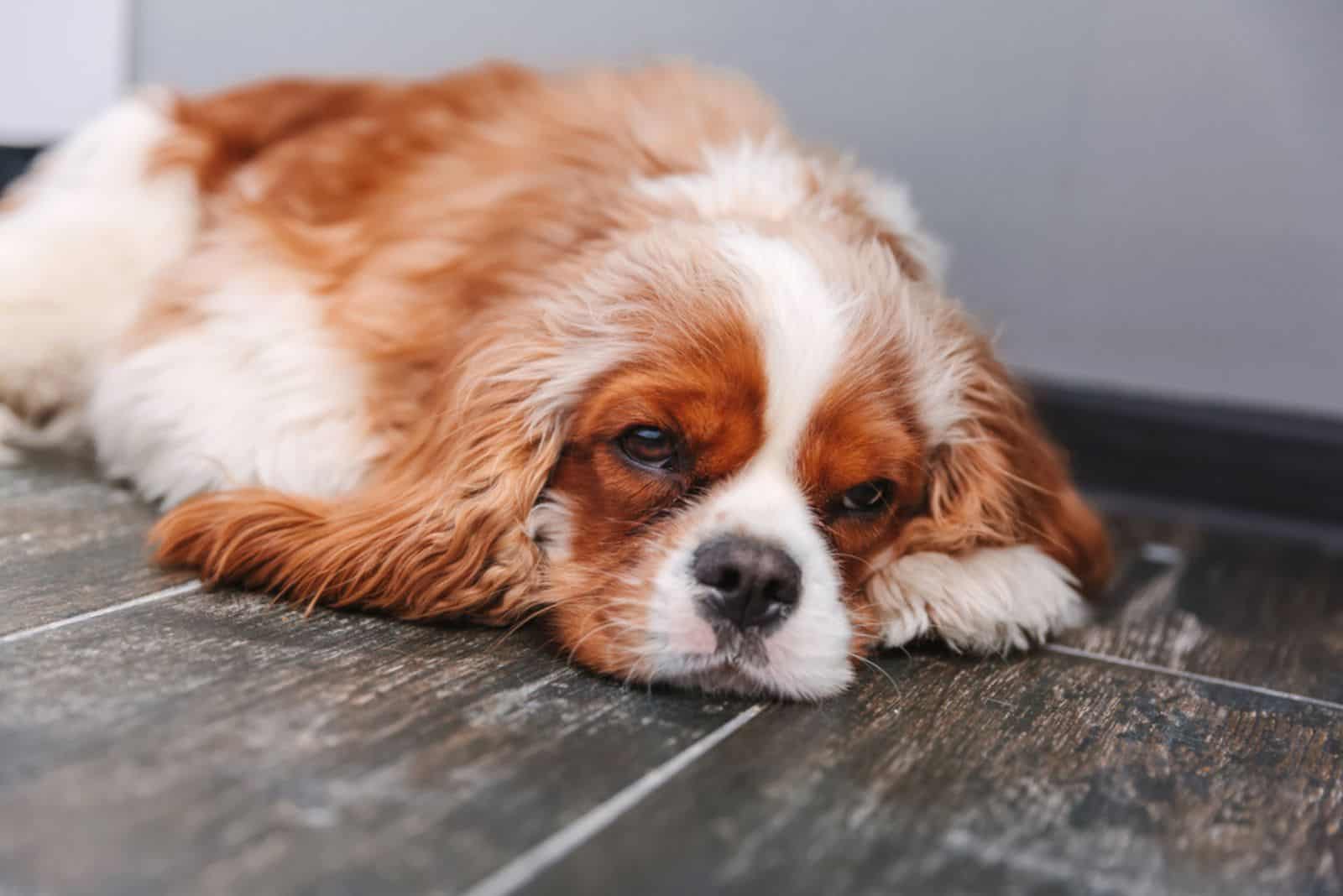 cavalier king charles spaniel enfermo acostado