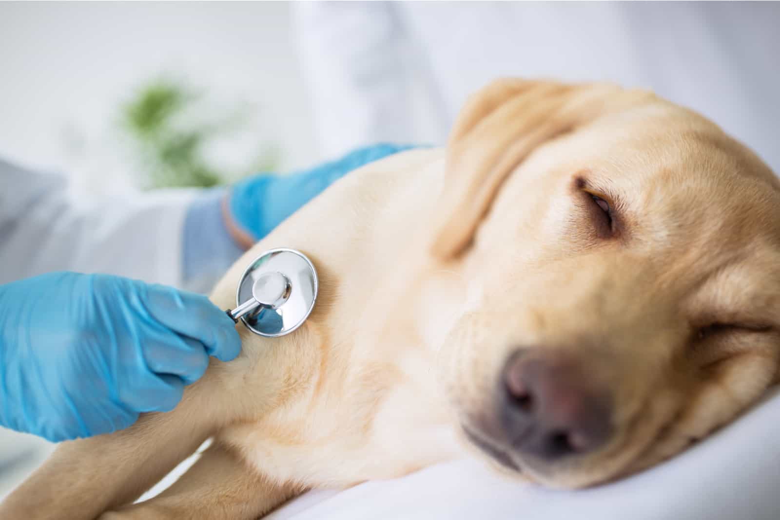 perro enfermo en el veterinario