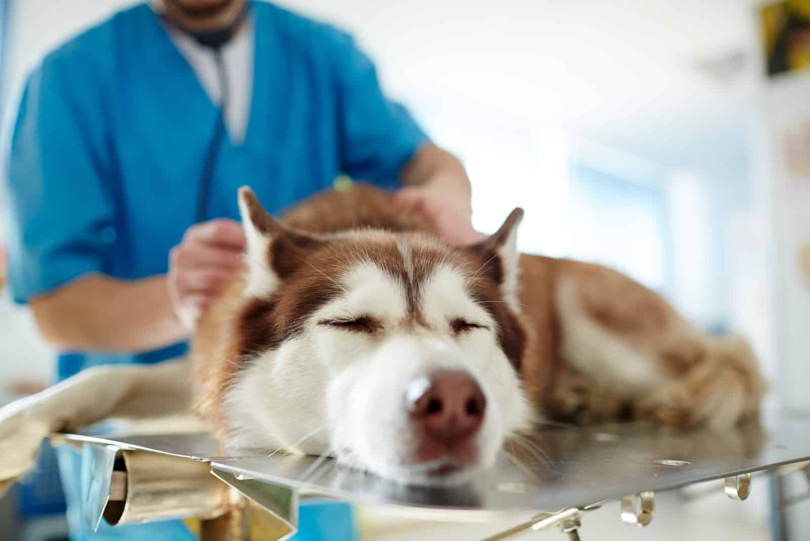 perro enfermo en el veterinario