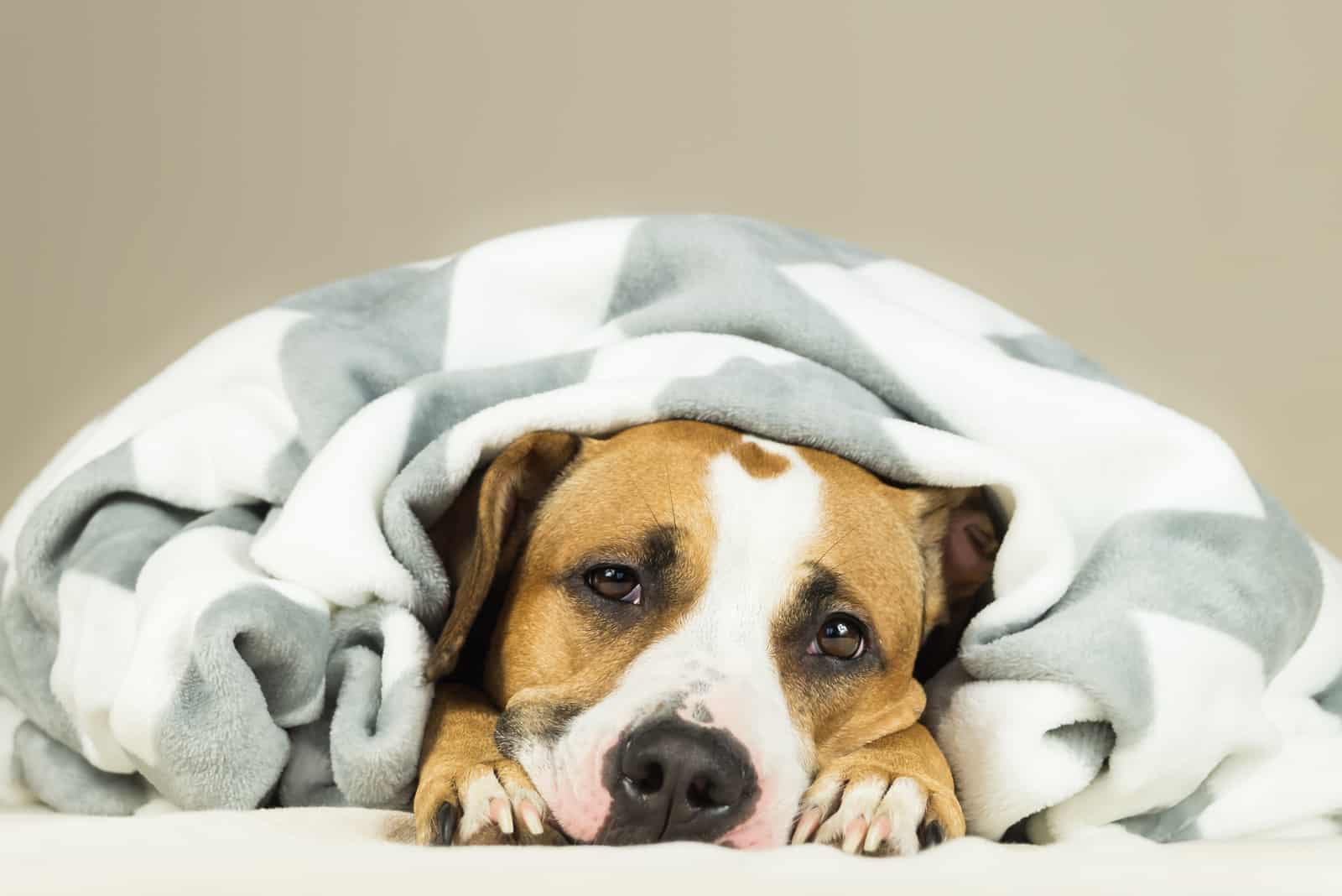 perro enfermo cubierto con una manta