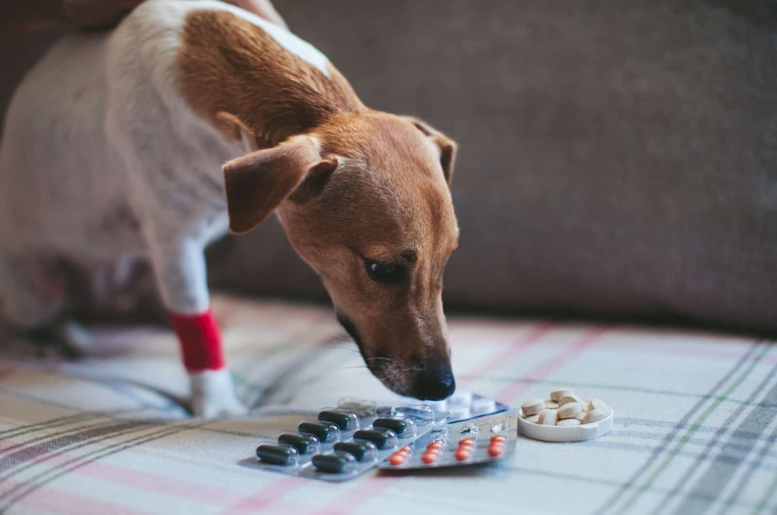 perro enfermo mirando medicina