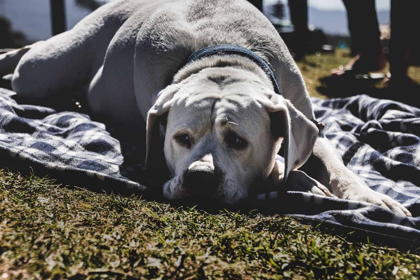perro enfermo acostado en una alfombra de tela al aire libre