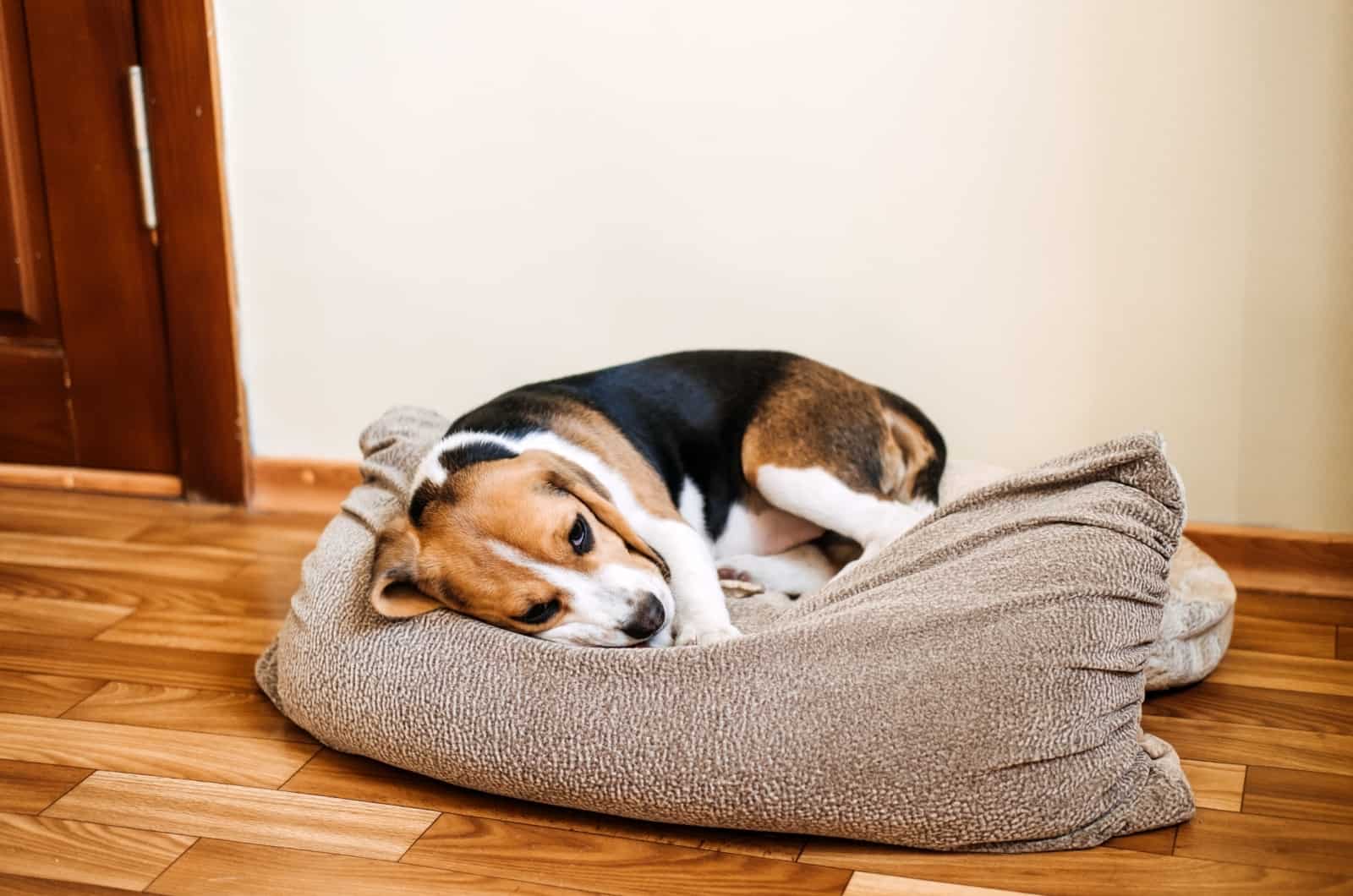 perro enfermo acostado en su cama