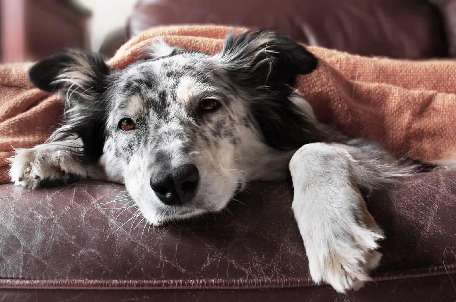 perro enfermo bajo una manta