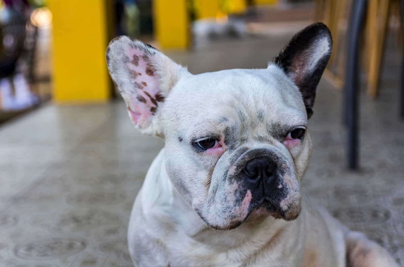 bulldog francés enfermo sentado fuera