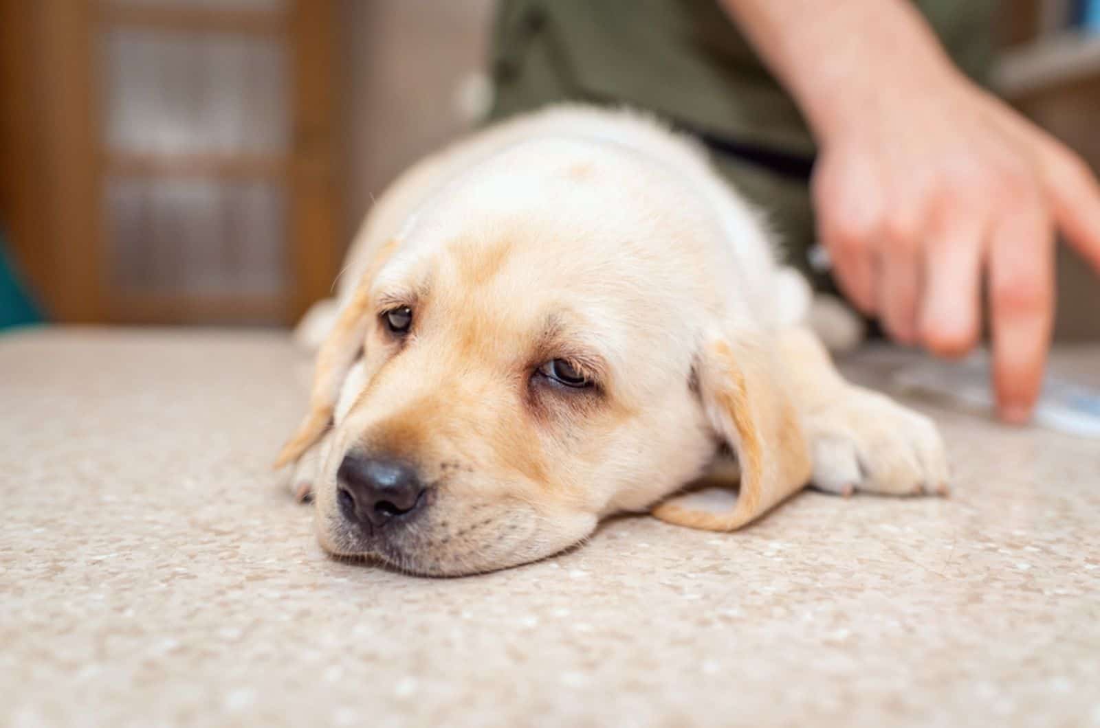 cachorro de labrador enfermo acostado en el suelo