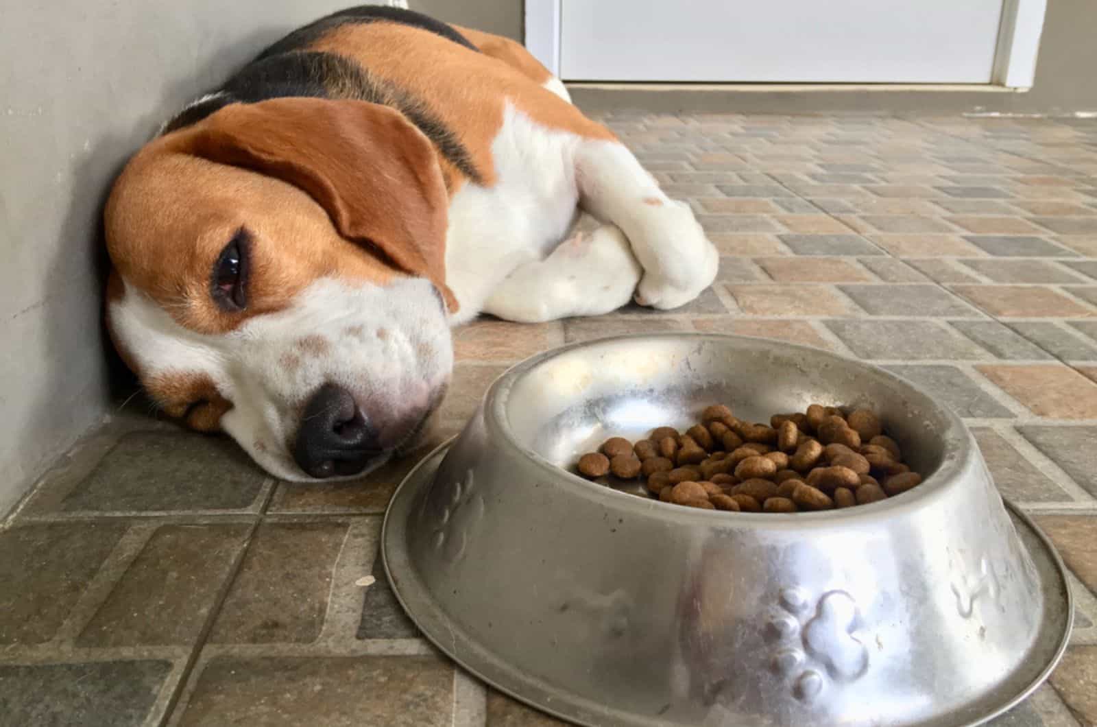 cachorro enfermo acostado en el suelo junto a un cuenco con comida