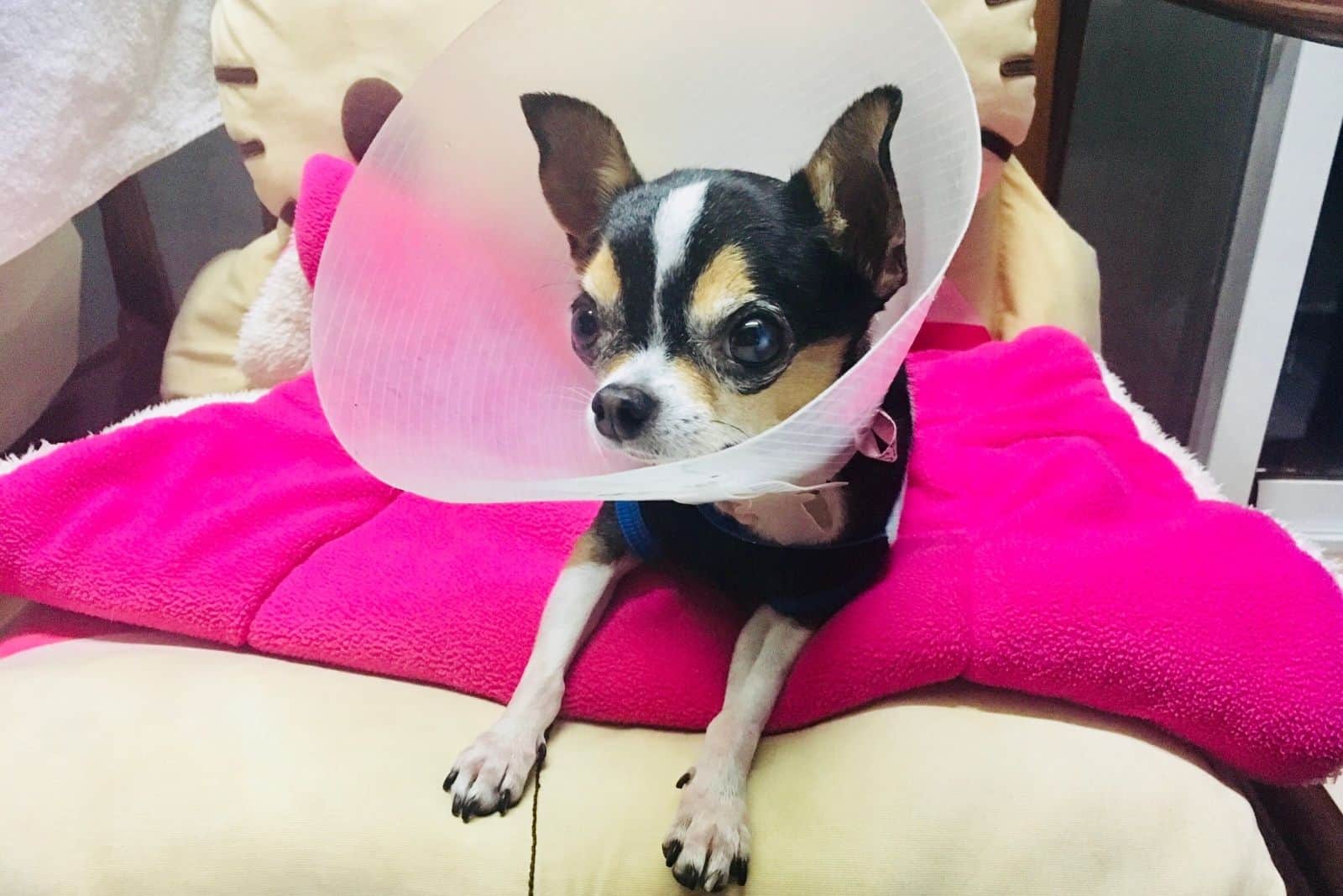 Chihuahua de pelo corto enfermo con collar acostado en el sofá