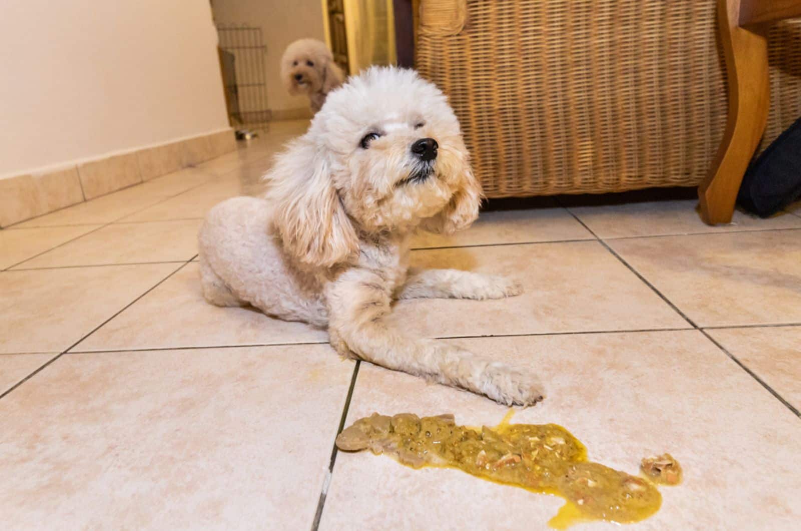 caniche enfermo con vómito en el suelo