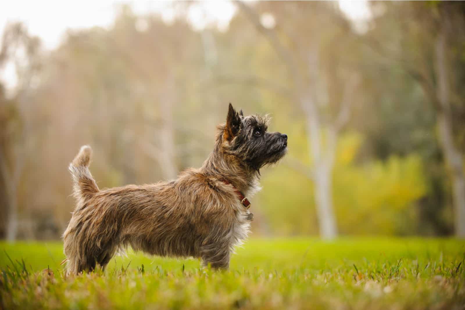 retrato lateral de un cairn terrier