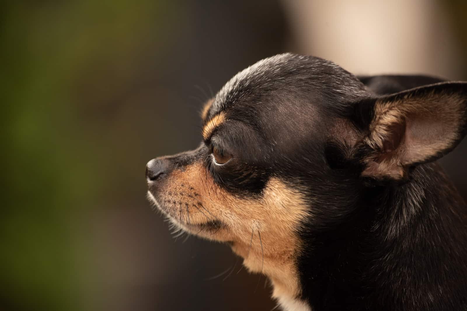 retrato lateral de un chihuahua
