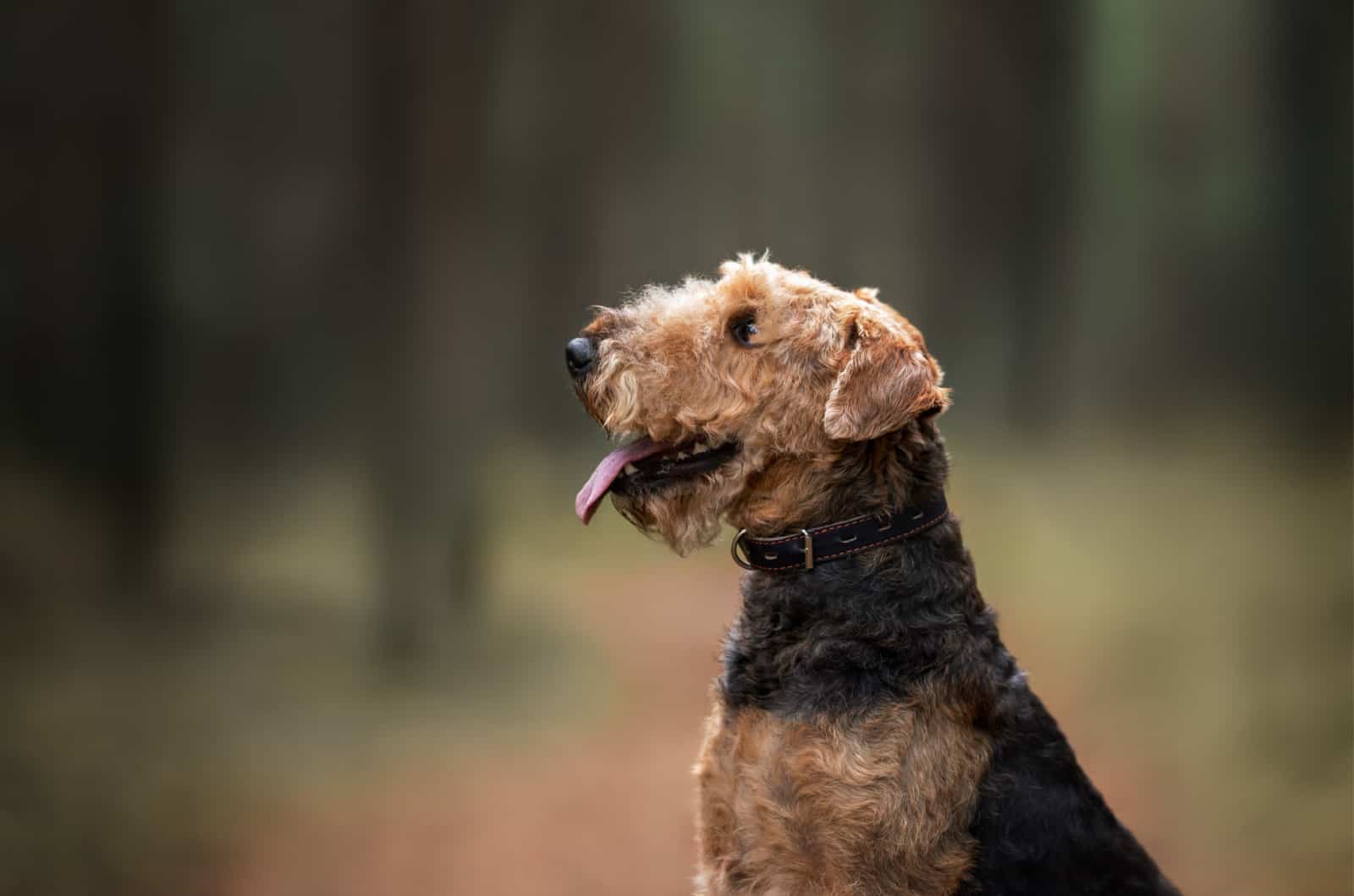 Retrato lateral de un Airedale Terrier