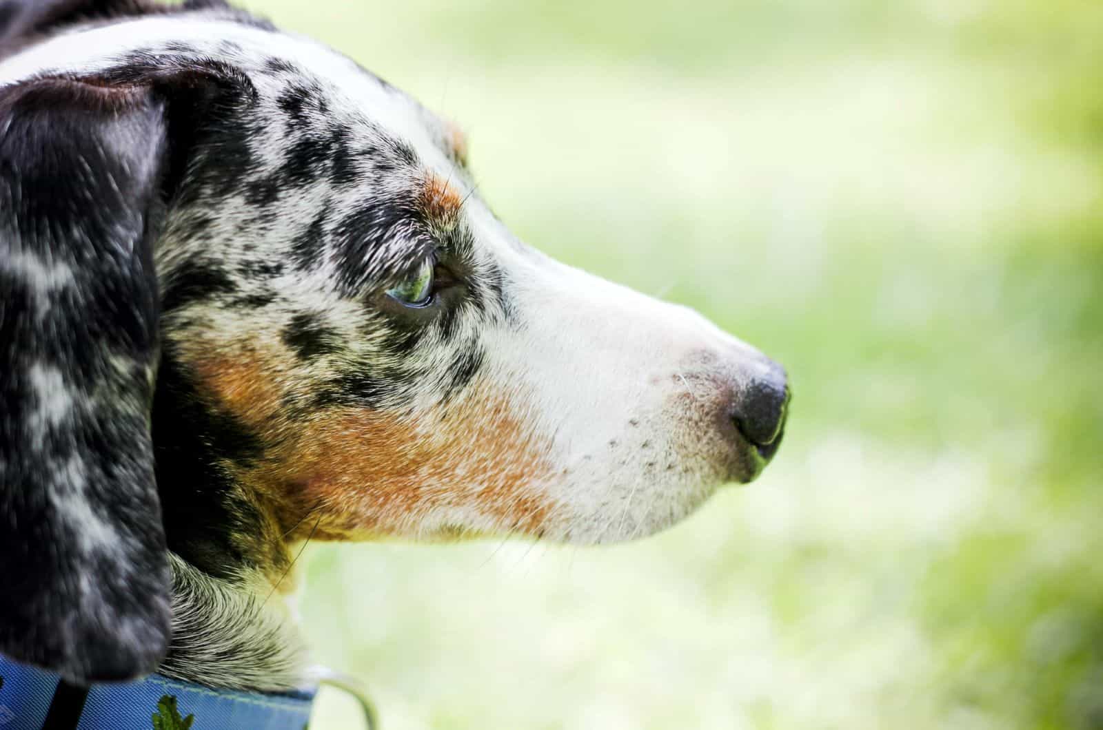 perfil lateral de dachshund moteado