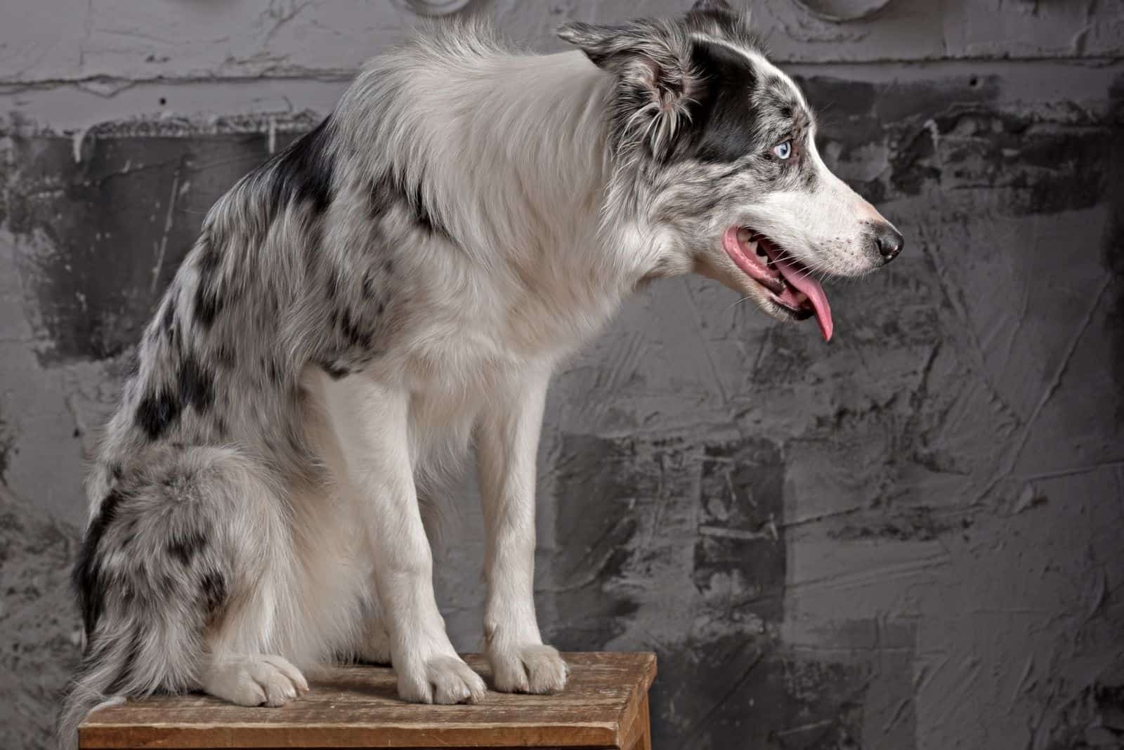 vista lateral de un perro de collie merle azul en estudio