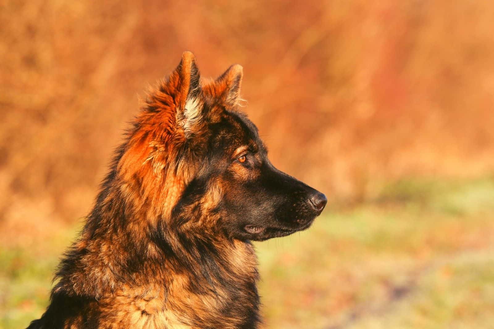 vista lateral de un GSD sable de pie al aire libre en enfoque