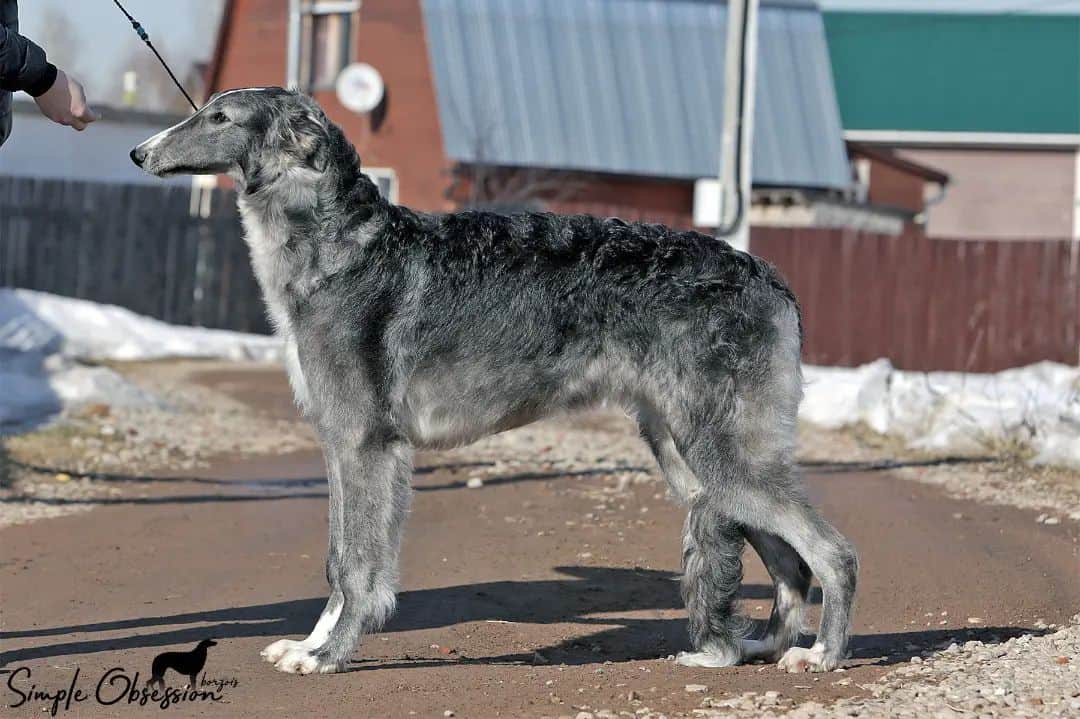 borzoi plateado