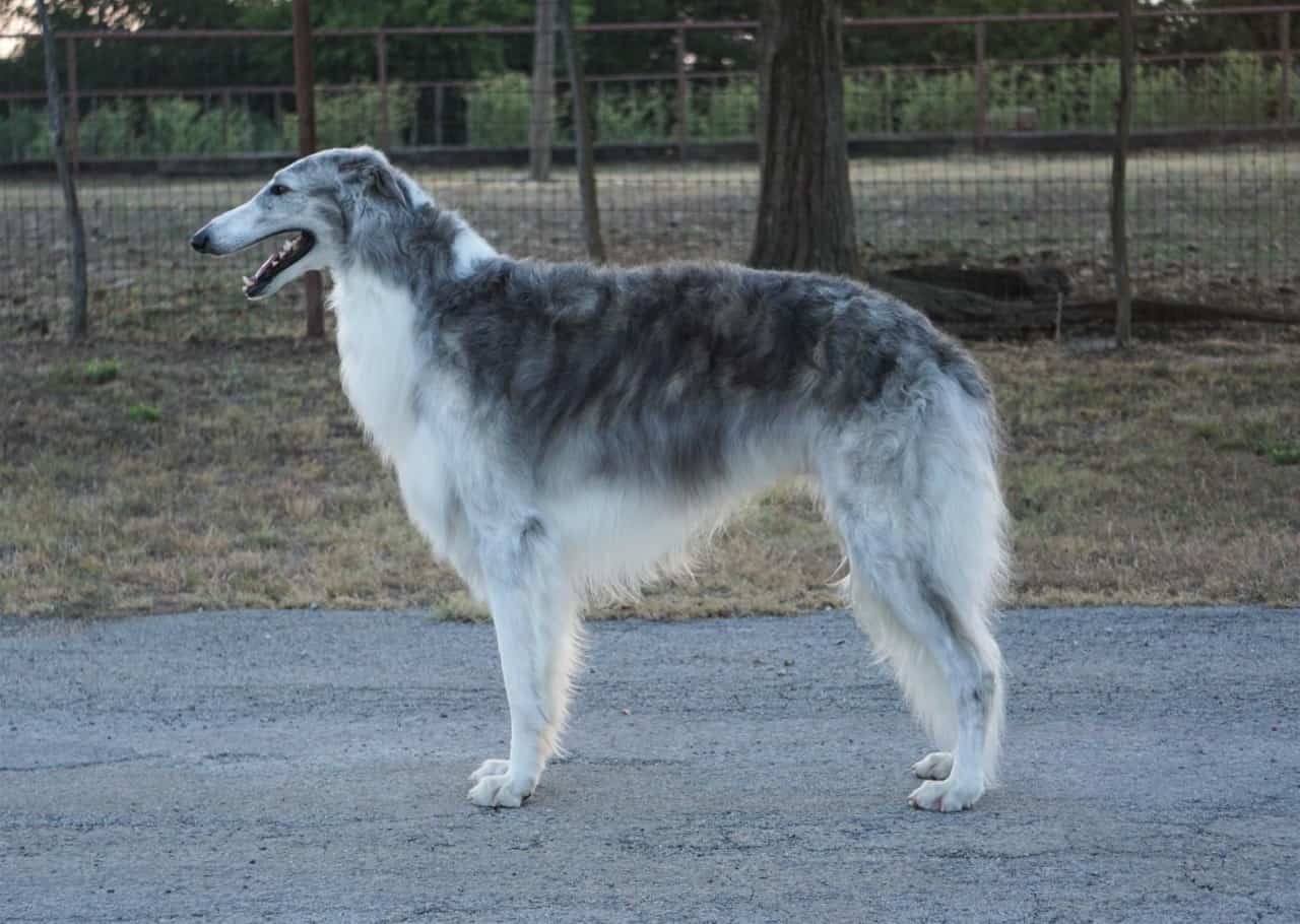 borzoi atigrado plateado