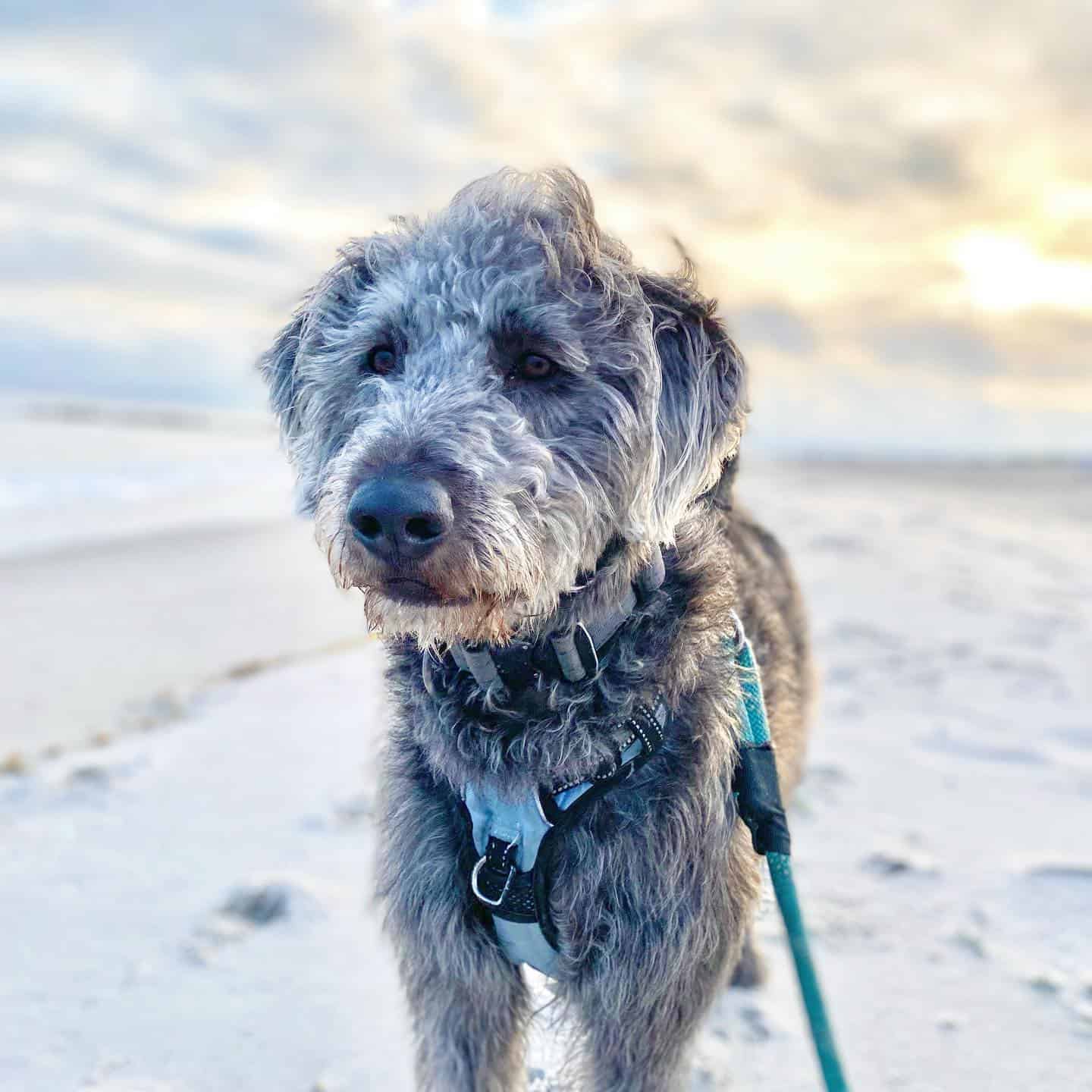 labradoodle plateado en la playa