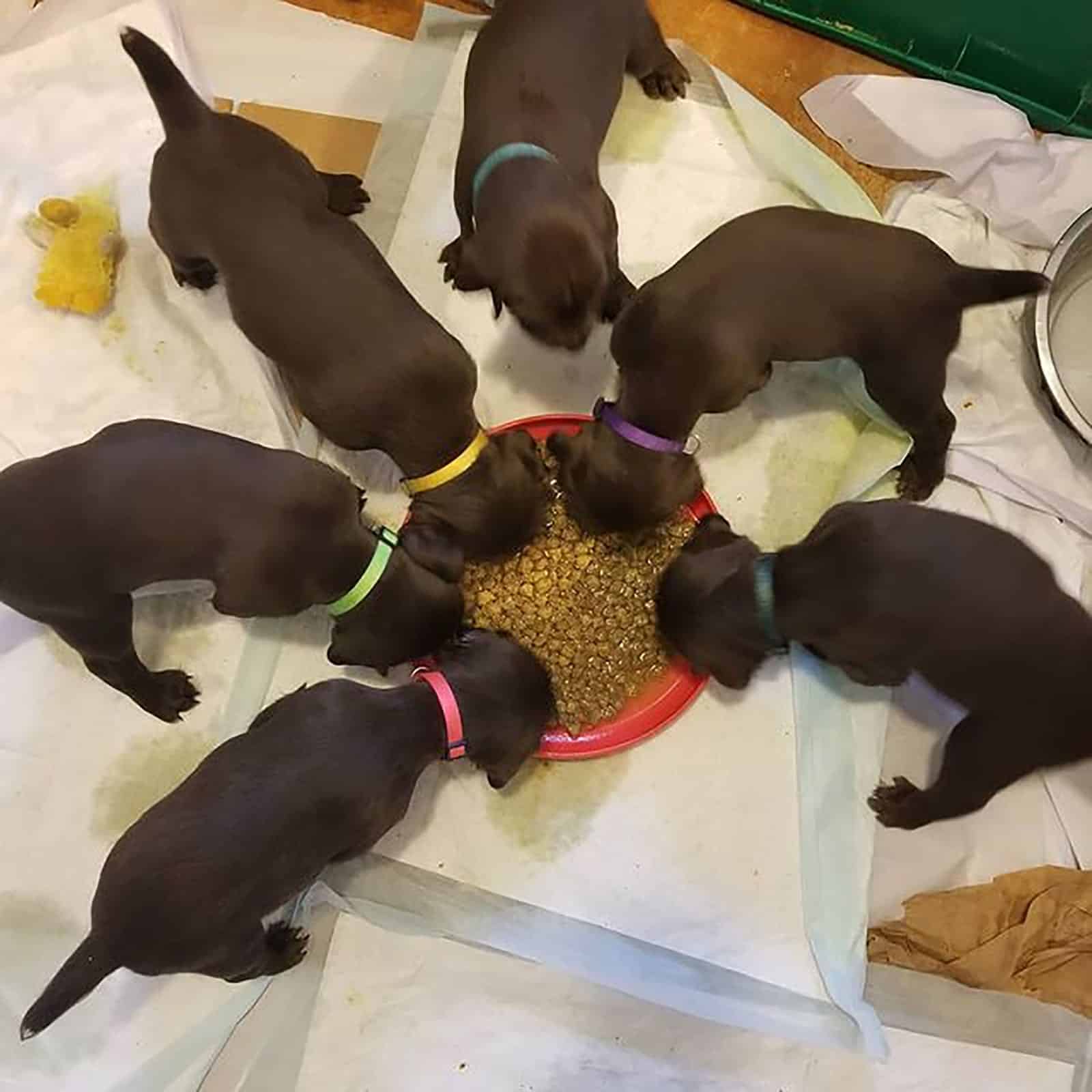 seis cachorros pudelpointer comiendo de un bol