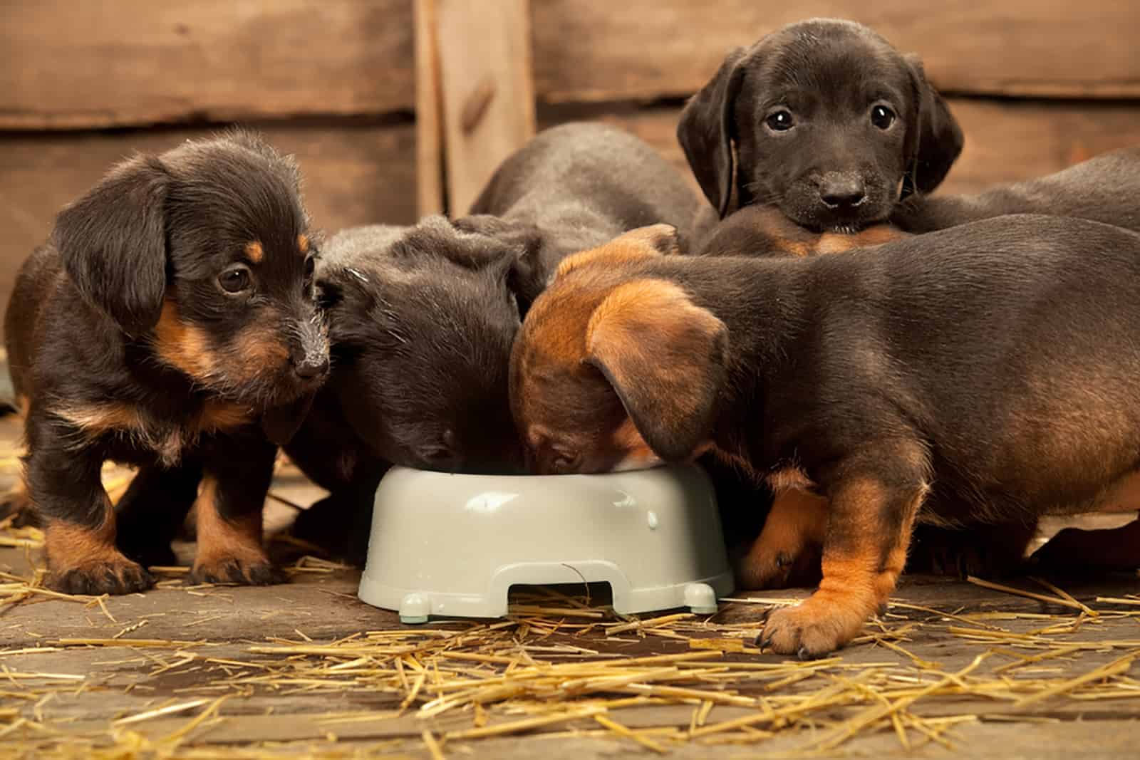 seis cachorros de dachshund comiendo de un plato