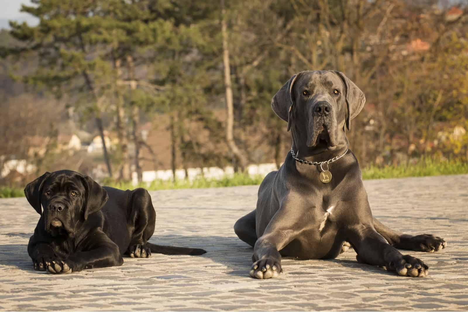 comparación de tamaño cane corso vs gran danés