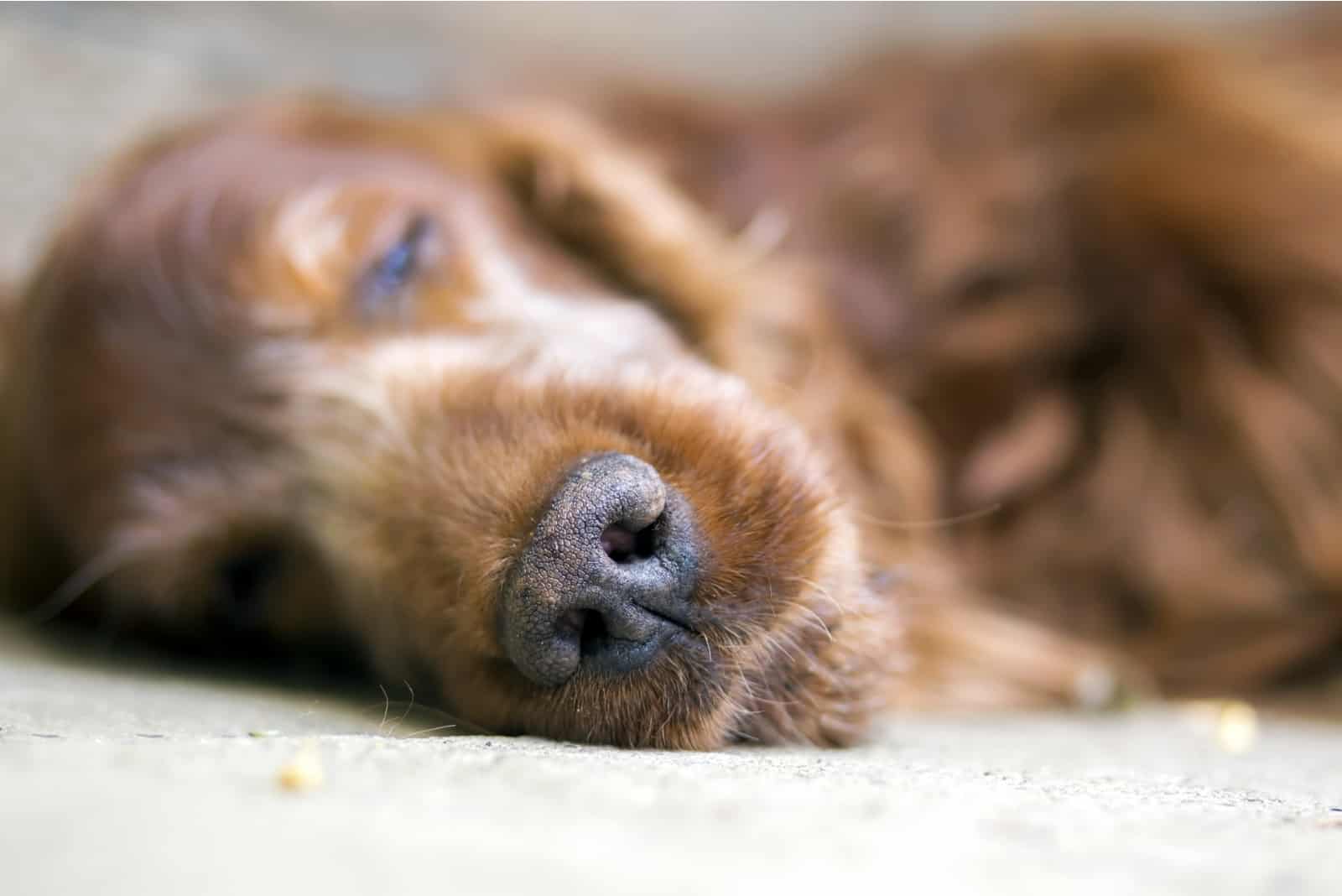 perro Setter Irlandés durmiendo