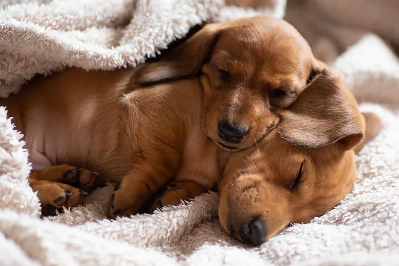 cachorros de dachshund durmiendo en una manta blanca