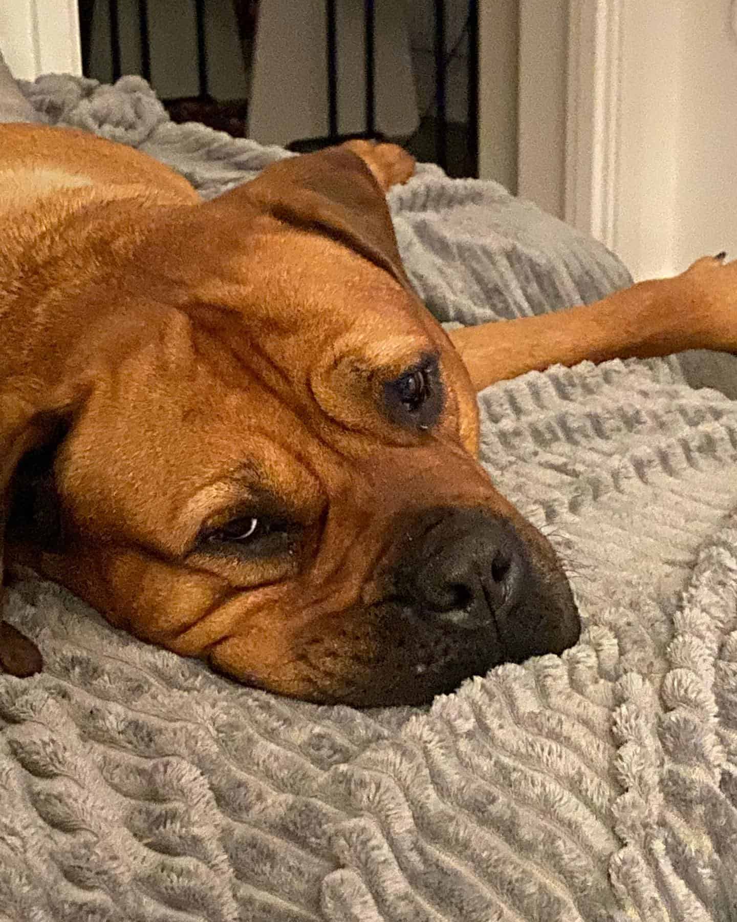 perro Bull Mastweiler soñoliento