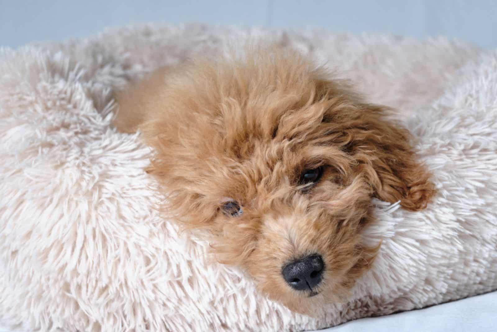 Goldendoodle somnoliento acostado