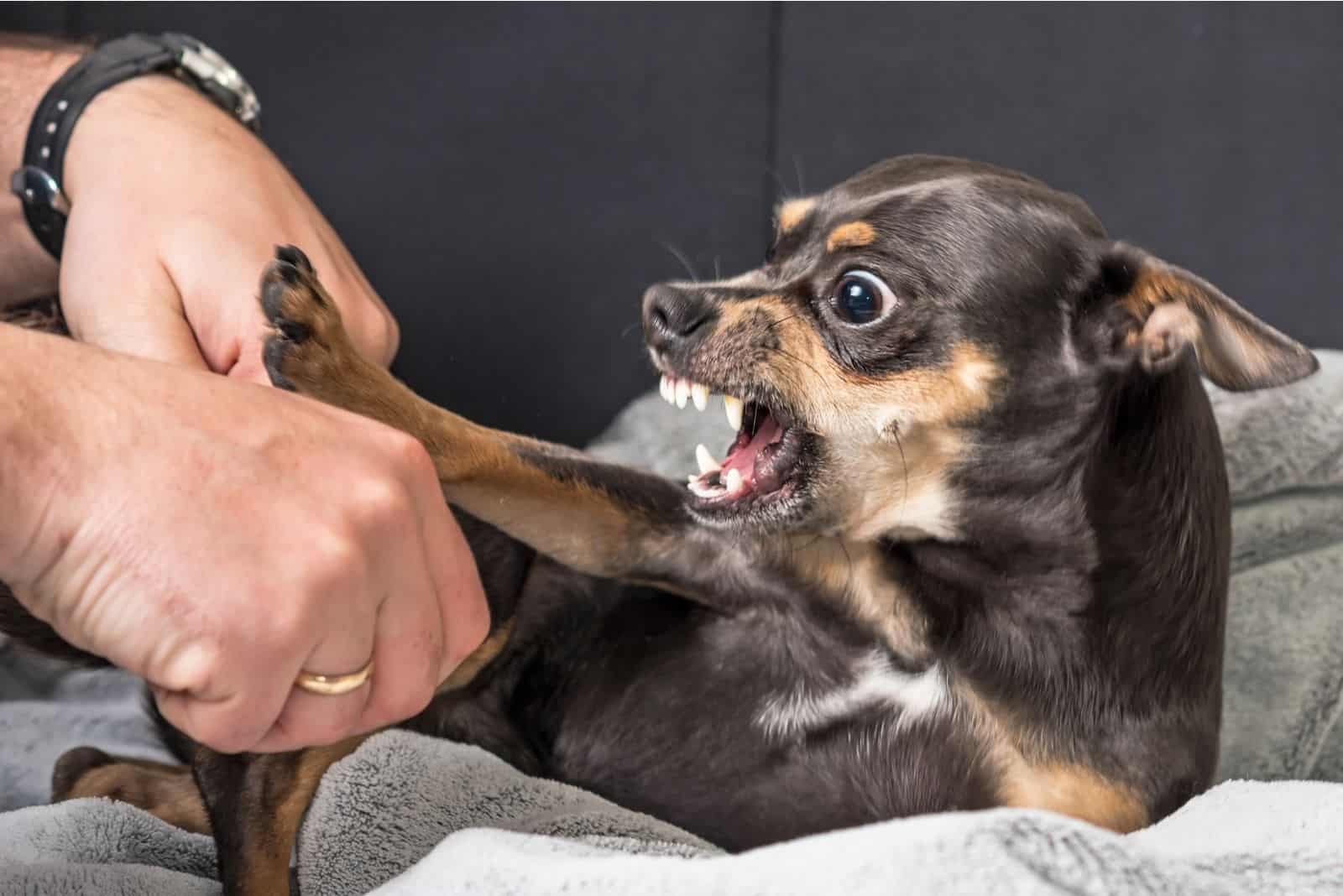 pequeño chihuahua agresivo y la mano del dueño