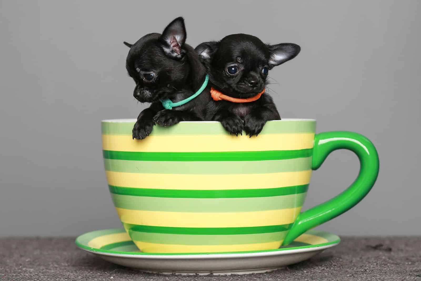 pequeños cachorros de Chihuahua negros dentro de una gran taza de té