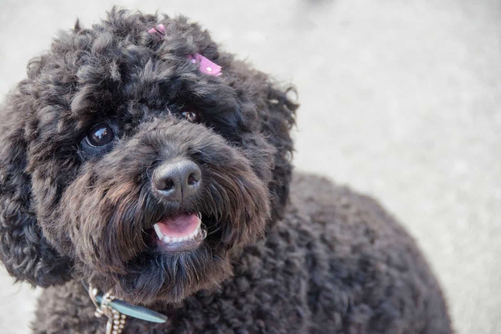 pequeño cockapoo negro con un pequeño lazo rosa
