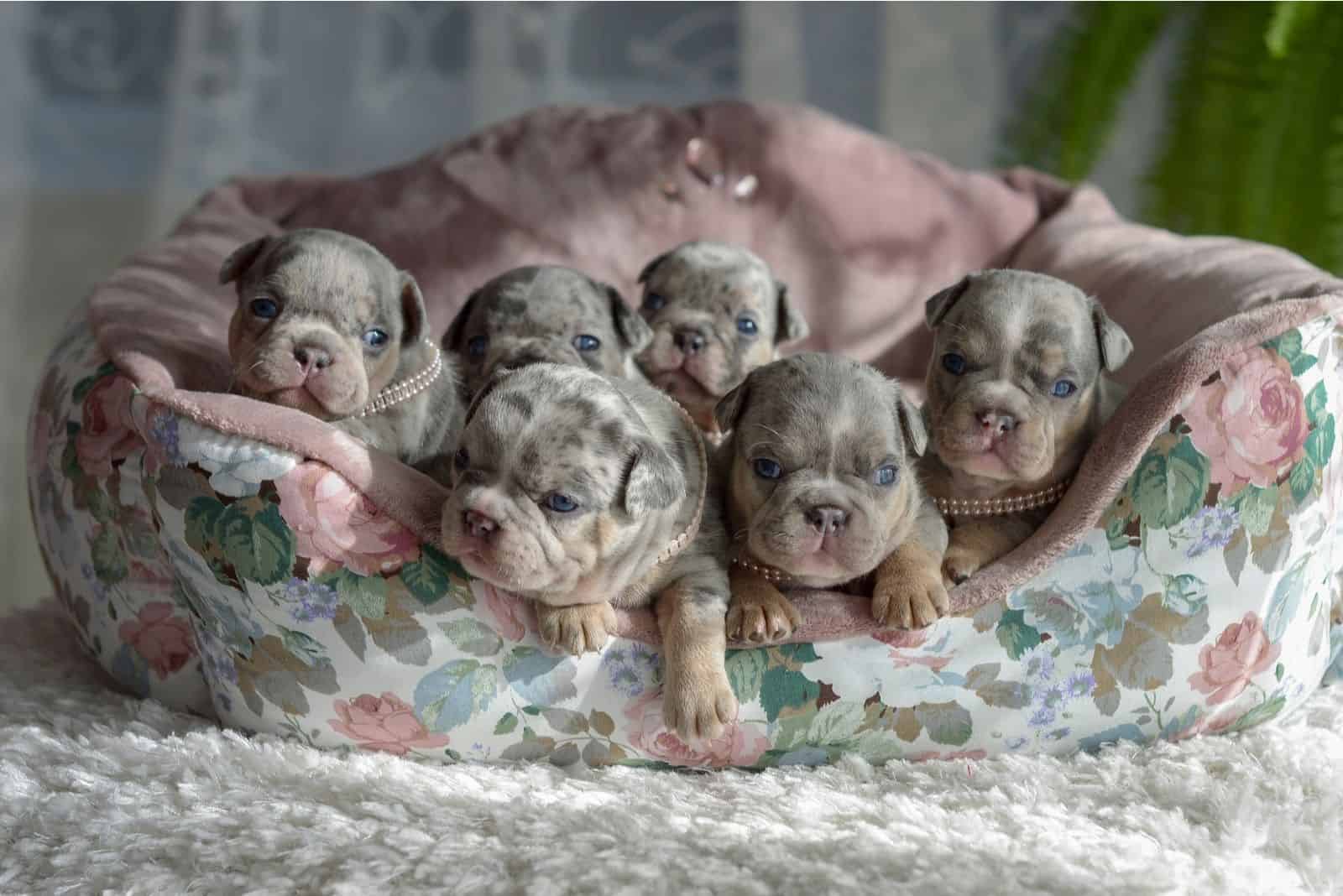 pequeños cachorros merle azules acostados juntos dentro de una cama de cachorro