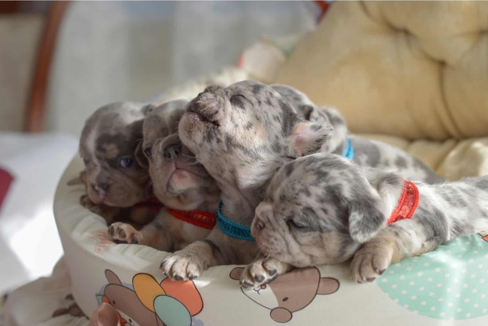 pequeños cachorros merle azules durmiendo juntos divirtiéndose