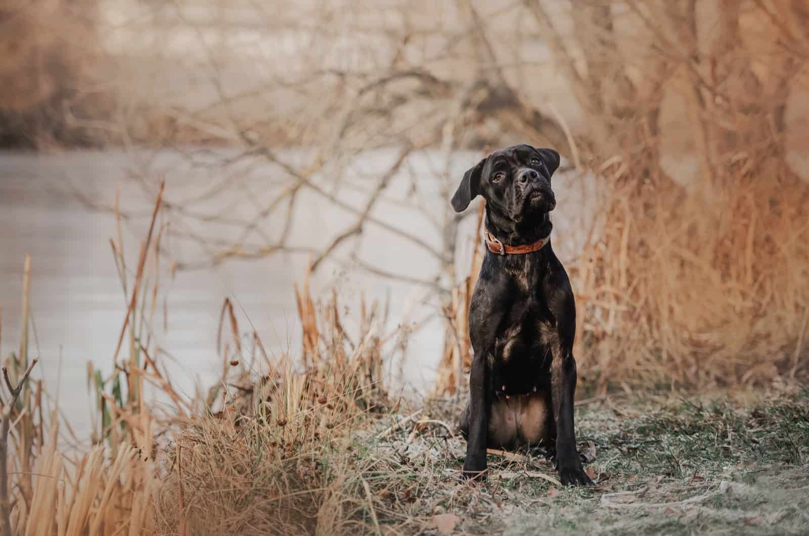 pequeño cane corso en la naturaleza