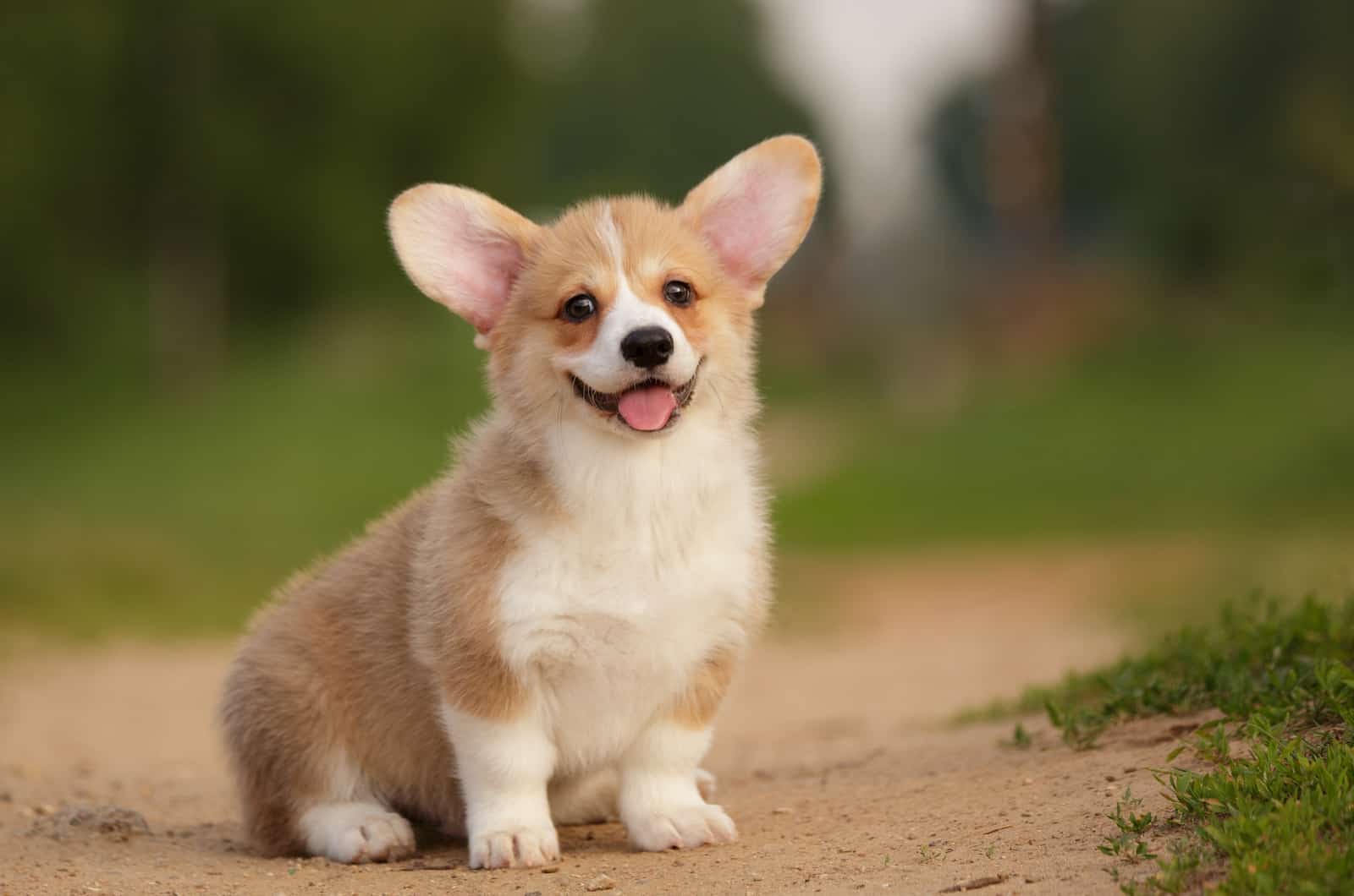 cachorro corgi pequeño sonriendo