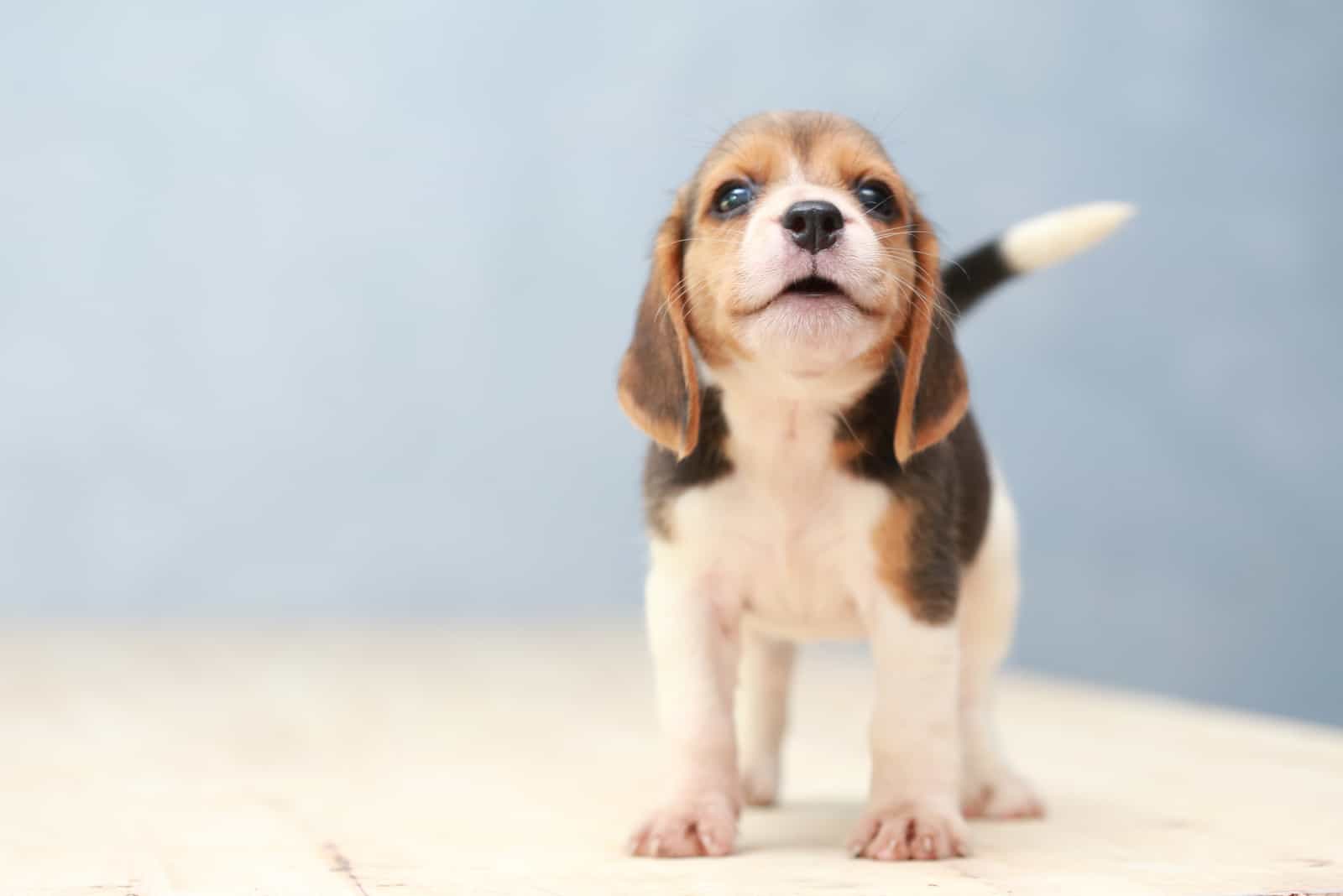 Pequeño cachorro de beagle lindo mirando hacia arriba