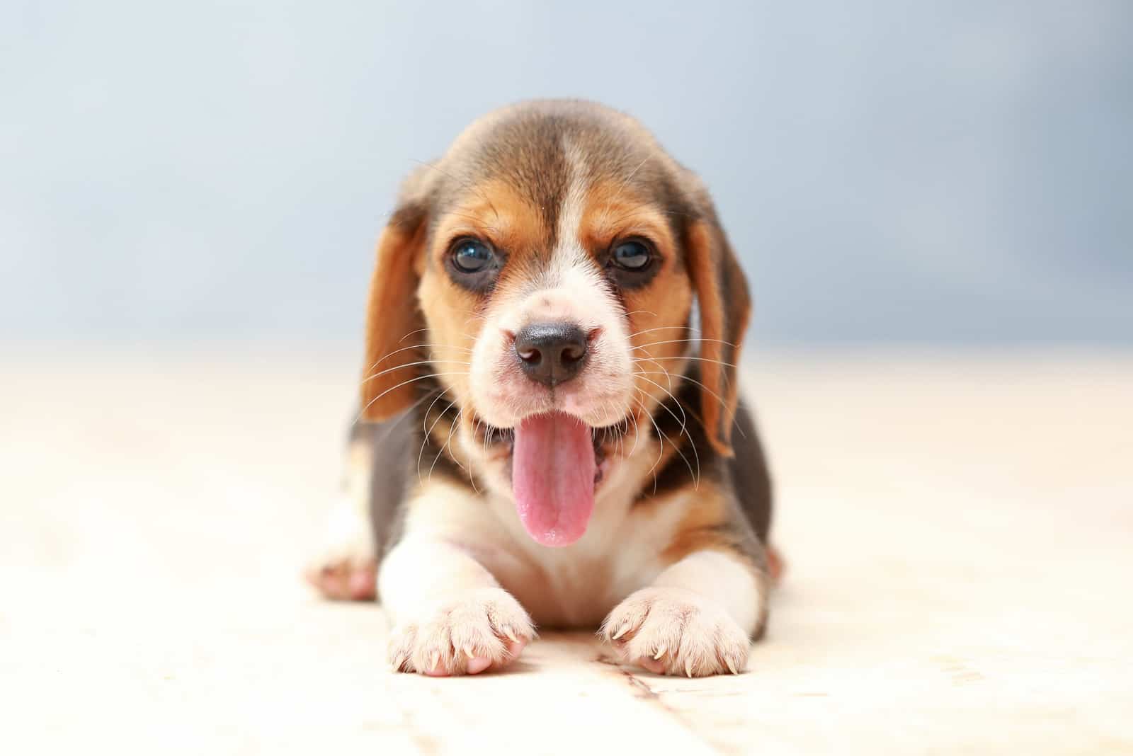 pequeño cachorro de beagle lindo