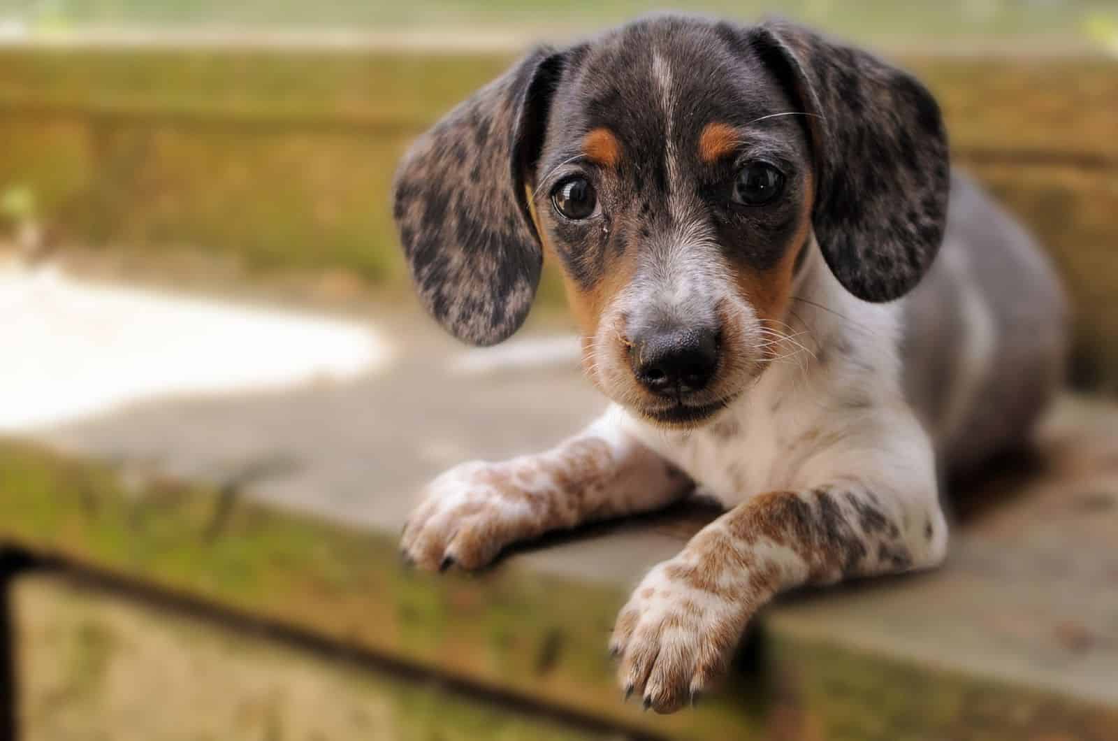 pequeño dachshund moteado