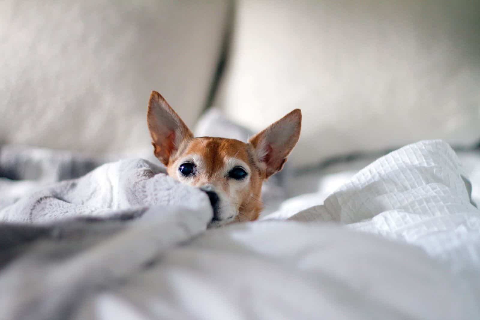 perro pequeño en la cama